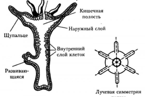 Как положить деньги на кракен